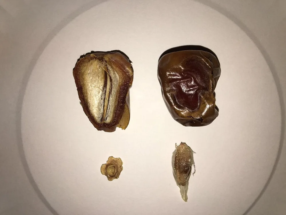 Mengenal 6 Jenis Kurma Populer: Sukari, Mazafati, Khalas, Mesir, Tunisia, Safawi
