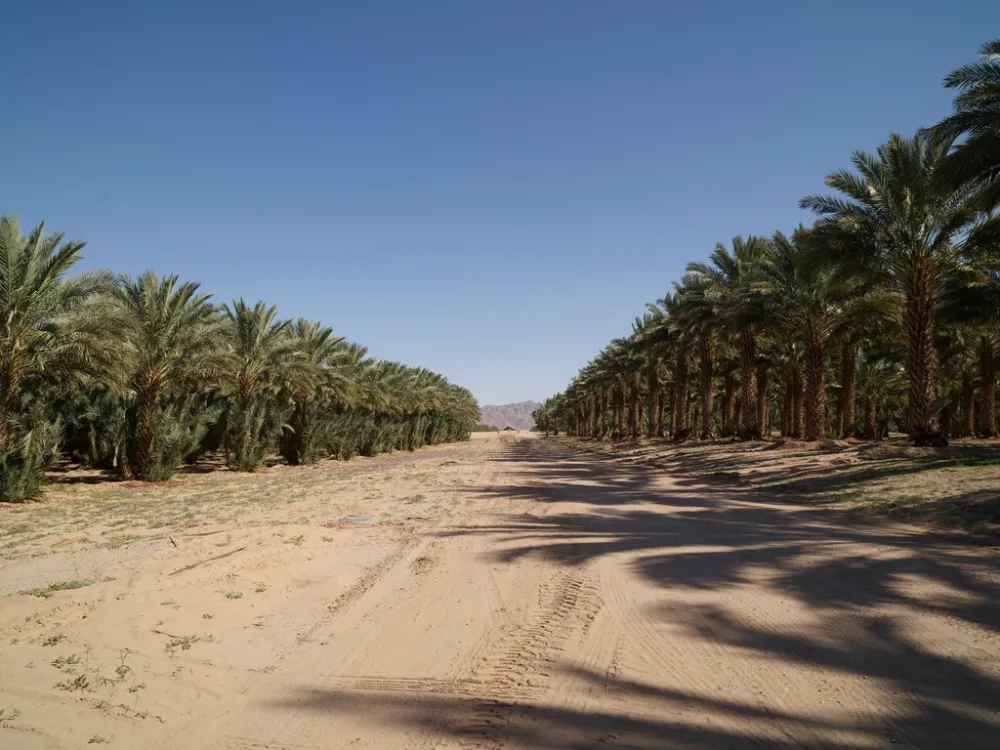 Kurma Mesir (Golden Valley)
